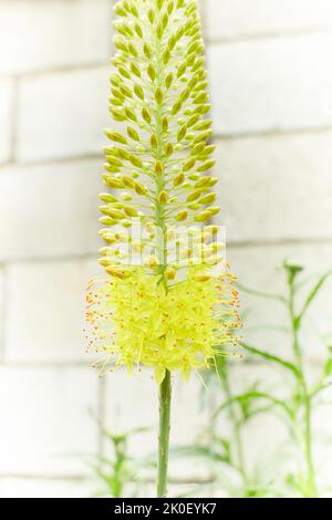 Steppelilje Eremurus stenophyllus. Blütenstand von Eremurus schmal-blättrigen Bungei oder stenophyllus close-up - Zierpflanze, schöner gelber Foxtai Stockfoto