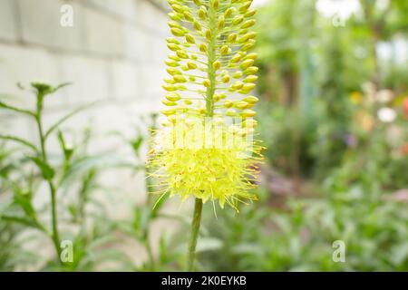 Steppelilje Eremurus stenophyllus. Blütenstand von Eremurus schmal-blättrigen Bungei oder stenophyllus close-up - Zierpflanze, schöner gelber Foxtai Stockfoto