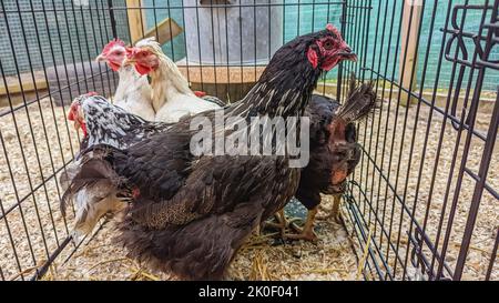 Leghorn-Hühner in einem Käfig Stockfoto