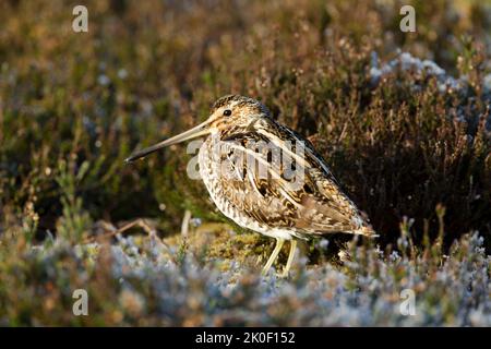 Gemeine Schnepfe, lateinischer Name Gallinago gallinago, steht unter leicht mattiertem Heidekraut. Seitenansicht mit leicht gedrehter Kopfseite mit Details zum Gefieder und Stockfoto