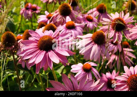 Echinacea purpurea, auf einem Hintergrund von grünem Gras. Stockfoto