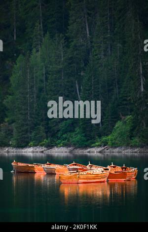 Atemberaubende Aussicht auf einige Holzboote, die auf dem Pragser See (Lago di Prags) mit einem entkofften grünen Wald im Hintergrund schwimmen. Stockfoto