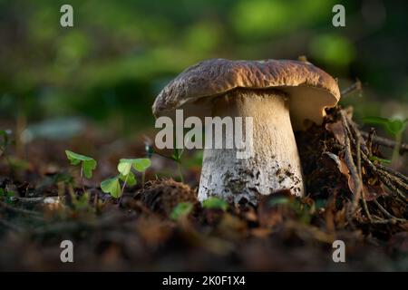 Boletus edulis - essbarer Pilz. Boletus wächst in den mitteleuropäischen Wäldern. Andere Namen: cep, Porcino, Dubak, Penny Bun, Porcini, King Bolete Stockfoto
