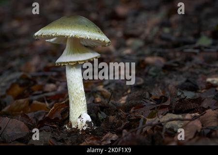 Amanita phalloides giftiger und gefährlicher Pilz, allgemein bekannt als die Todeskappe Stockfoto