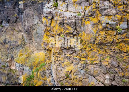 Nahaufnahme der Felswand am Cape Split Nova Scotia, die die Textur und Flechten und das Moos zeigt, die darauf wachsen. Stockfoto