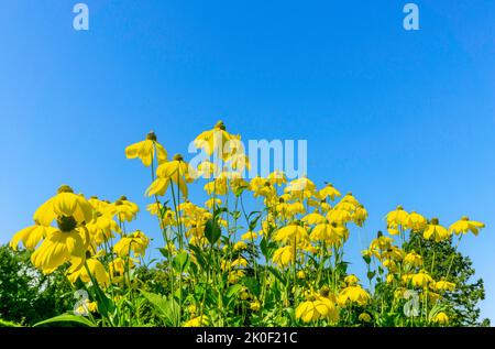 Der wunderschöne, gelb blühende Rudbeckia Laciniata, ein grüner, hoher Conflower, der hier vor einem klaren, blauen Himmel abgebildet ist. Stockfoto