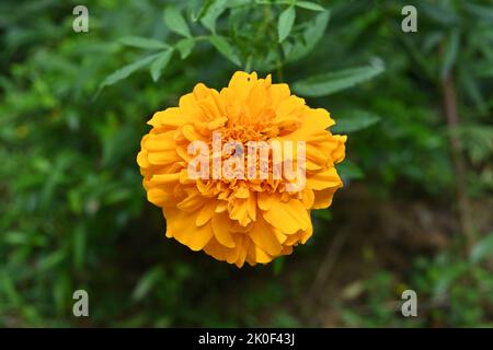 Nahaufnahme einer orangefarbenen Ringelblume (Tagetes Patula) im Garten Stockfoto