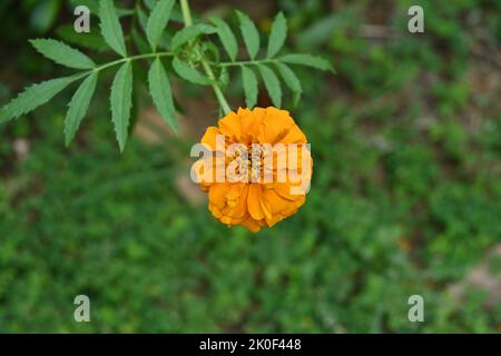 Eine blühende orangefarbene Ringelblume (Tagetes Patula) blüht im Garten Stockfoto