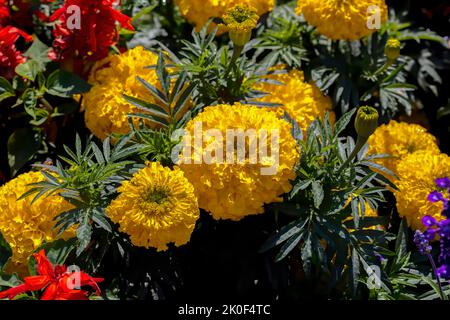 Tropische hellgelbe Ringelblume (Tagetes erecta) in einem Spätsommergarten Stockfoto