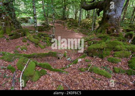 Wald in Urbasa, Navarra, Spanien Stockfoto