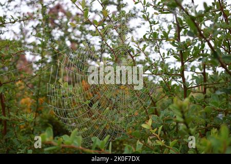 Spinnennetz in einer Hecke an einem nebligen Tag. Stockfoto