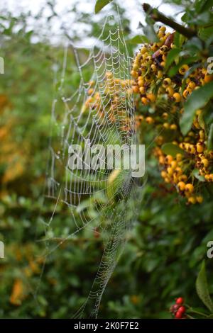 Spinnennetz in einer Hecke an einem nebligen Tag. Stockfoto