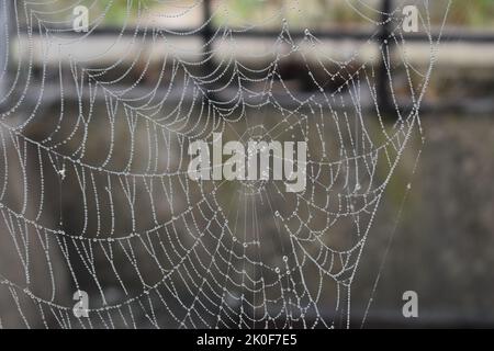 Spinnennetz mit Wasserperlen an einem nebligen Tag, mit Copyspace. Stockfoto