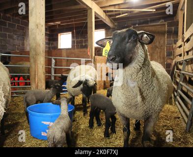 Elwood, Iowa, USA. 16. Januar 2022. Die 850 Hektar große Bauernfamilie von Hughes besteht aus den Eltern Brian und Wanda Hughes, dem Sohn Levi Hughes und dem Sohn und der Schwiegertochter Jason und Cailey Hughes mit ihren drei Kindern, der elfjährigen Aida, dem siebenjährigen Haiden und dem fünfjährigen Colt. (Bild: © Kevin E. Schmidt/ZUMA Press Wire) Stockfoto