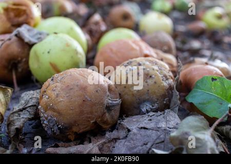 Überreife verfaulte gelbe Äpfel Früchte auf dem Boden unter Baum im Garten. Sommer, Herbst, Herbst Erntezeit. Kompostierung, Recycling, kein Abfall Stockfoto