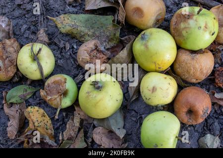 Überreife verfaulte gelbe Äpfel Früchte auf dem Boden unter Baum im Garten. Sommer, Herbst, Herbst Erntezeit. Kompostierung, Recycling, kein Abfall Stockfoto