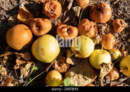 Überreife verfaulte gelbe Äpfel Früchte auf dem Boden unter Baum im Garten. Sommer, Herbst, Herbst Erntezeit. Kompostierung, Recycling, kein Abfall Stockfoto