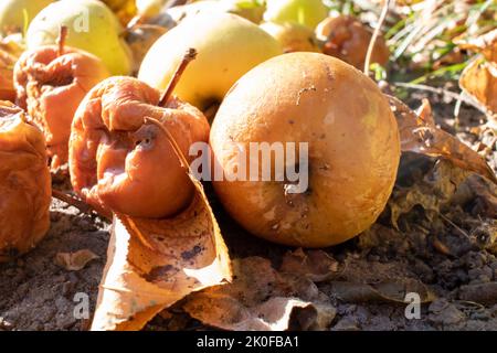 Überreife verfaulte gelbe Äpfel Früchte auf dem Boden unter Baum im Garten. Sommer, Herbst, Herbst Erntezeit. Kompostierung, Recycling, kein Abfall Stockfoto