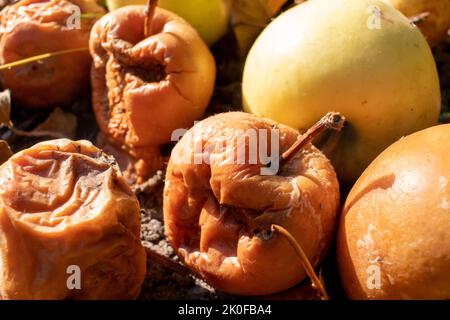 Überreife verfaulte gelbe Äpfel Früchte auf dem Boden unter Baum im Garten. Sommer, Herbst, Herbst Erntezeit. Kompostierung, Recycling, kein Abfall Stockfoto