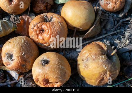 Überreife verfaulte gelbe Äpfel Früchte auf dem Boden unter Baum im Garten. Sommer, Herbst, Herbst Erntezeit. Kompostierung, Recycling, kein Abfall Stockfoto