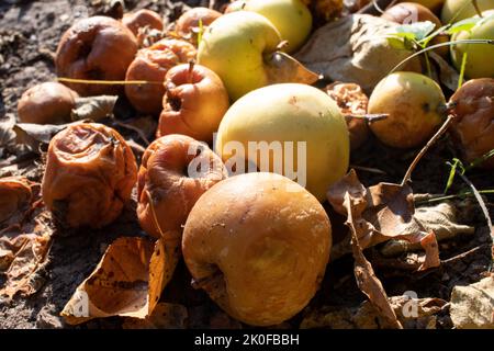 Überreife verfaulte gelbe Äpfel Früchte auf dem Boden unter Baum im Garten. Sommer, Herbst, Herbst Erntezeit. Kompostierung, Recycling, kein Abfall Stockfoto