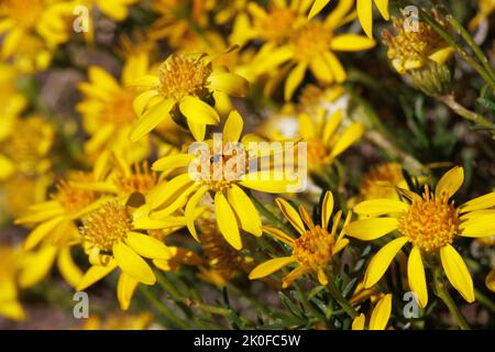 Gelb blühende Racemose strahlen Kopfblüten von Ericameria linearifolia, Asteraceae, beheimatet in den Little San Bernardino Mountains, Spring. Stockfoto