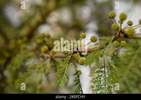 Gelbe Blüten eines akazienkörbs Stockfoto
