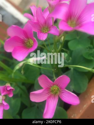 Kleine rosa Blüten im Gras Stockfoto