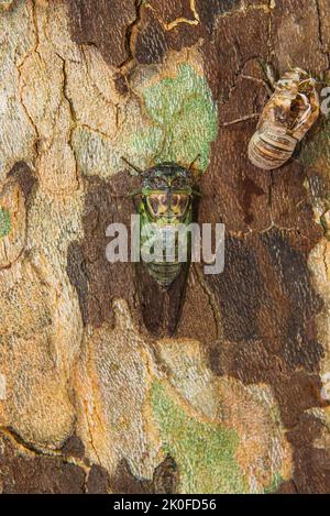 Cicada und seine Schale auf einem Sicomore-Trunc Stockfoto