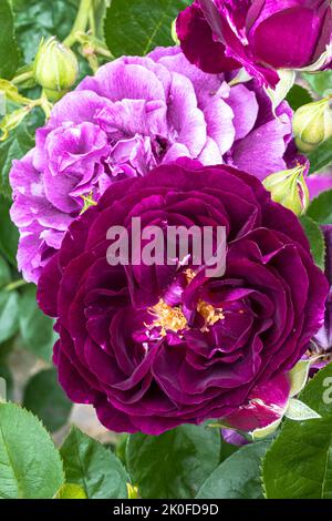 Blüten der Grandiflora-Rose der ‘Twilight Zone’ Stockfoto