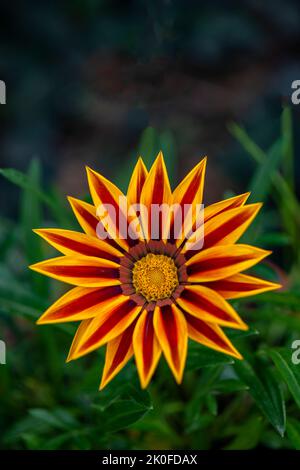 Gazania Rigens Schatzblume, farbenfrohe Gartenblumen, Gartenblumen, Gazania Rigens, leuchtend rote Blume, bunte Gazinia Rigens Stockfoto