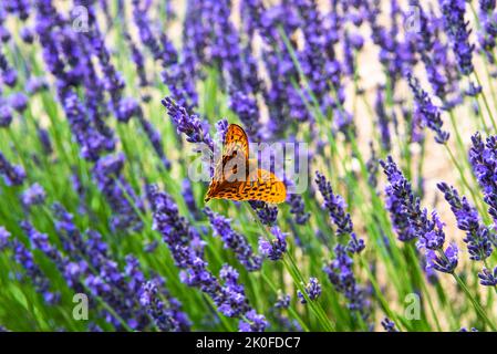 Silbergewaschene Fritilläre, Argynnis paphia, auf einer Lavendelblüte Stockfoto