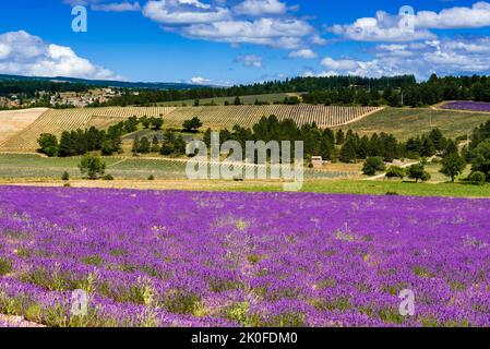 Lavendelfelder in der Nähe von Sault, Vaucluse, Frankreich Stockfoto