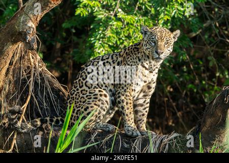 Jaguar, Panthera onca, Erwachsener auf kurzer Vegetation, Pantanal, Brasilien Stockfoto