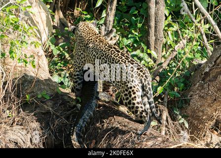 Jaguar, Panthera onca, Erwachsener mit Kaiman-Beute, Pantanal, Brasilien Stockfoto