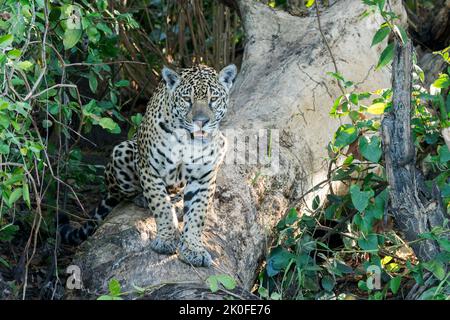 Jaguar, Panthera onca, alleinstehend in der Vegetation am Wasser, Pantanal, Brasilien Stockfoto