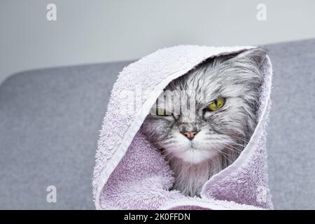 Mürrische nasse perserkatze unter dem Handtuch nach dem Duschen. Hygienekonzept für Haustiere. Nasse Katze. Stockfoto