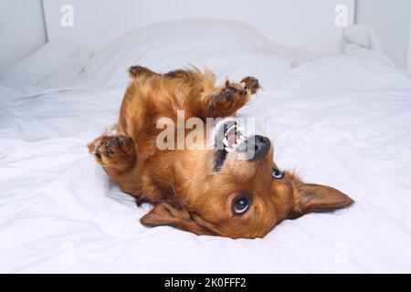 Witziger verrückter brauner Hund, der auf dem weißen Bett liegt. Glücklich verspielten Dackel Hund Spaß haben Stockfoto