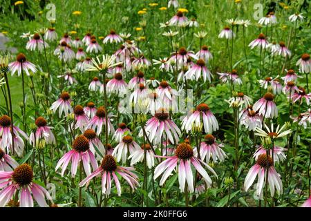 Echinacea pallida, Kegelblume, blüht. Stockfoto