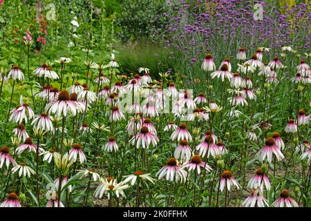 Echinacea pallida, Kegelblume, blüht. Stockfoto