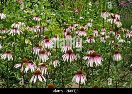 Echinacea pallida, Kegelblume, blüht. Stockfoto