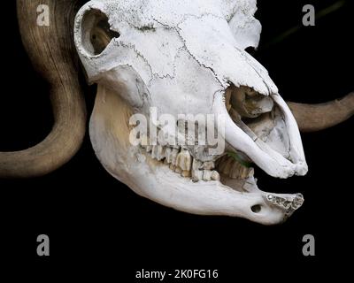 Weißer Knochenschädel von Bisonbüffel isoliert auf schwarzem Hintergrund Stockfoto