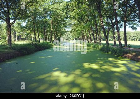 Eutrophierung von Teichunkrautkraut, die einen Kanal in den Niederlanden bedeckt. Stockfoto