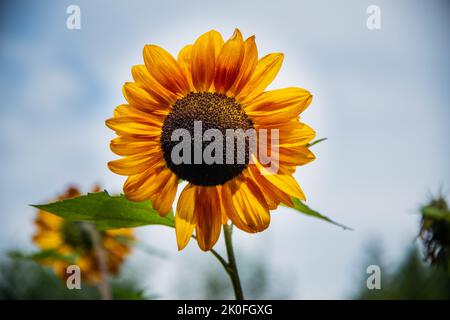 Schöne Sonnenblume an einem sonnigen Tag mit einem natürlichen Hintergrund. Selektiver Fokus. Stockfoto
