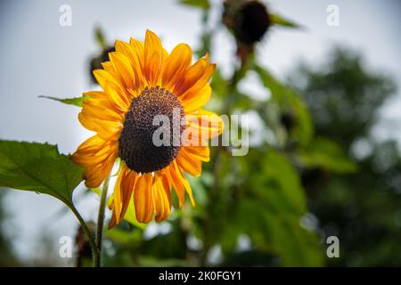 Schöne Sonnenblume an einem sonnigen Tag mit einem natürlichen Hintergrund. Selektiver Fokus. Stockfoto