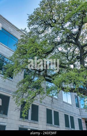 Modernes Gebäude in Austin Texas mit üppigen grünen Bäumen im Vordergrund. Außenansicht der Apartments oder des Büros in der Innenstadt mit blauem Himmel Stockfoto