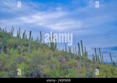 Hang mit einem Feld von saguaro Kaktus und wilden Pflanzen- Tucson, Arizona. Niedriger Winkel Blick auf einen Berghang mit wilden Wüstenpflanzen gegen den Himmel. Stockfoto