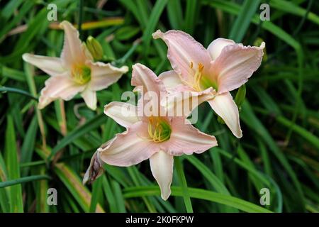 Hemerocallis oder Tageslilie in der Blüte. Stockfoto