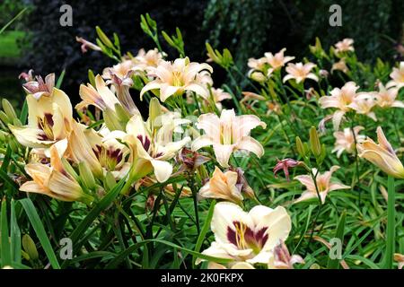 Hemerocallis oder Tageslilie in der Blüte. Stockfoto