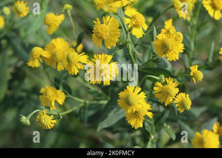 Gewöhnlicher Nieselkraut bei strahlender Sonne im Wayside Woods in Morton Grove, Illinois Stockfoto